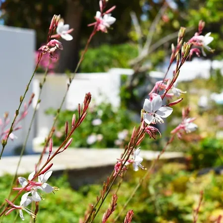 Apanema Paros Apartament